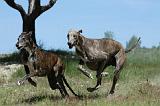 GREYHOUND 089